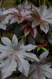 Leaf Of Ricinus Communis New Zealand Purple Temperate Plants Tropical Look Foliage Plants Plants Tropical Garden