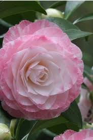 Wilson Bros Gardens 4 Hrs The Grace Albritton Camellia Presents Its Large Uniquely Colored Fully Double White To Shades O Plant Sale Camellia Japonica