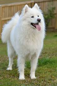 bella woo photo by doggeek samoyed サモエド