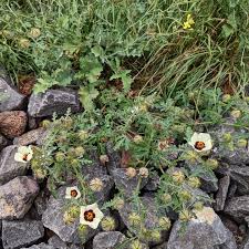 Image result for Hibiscus tridactylites