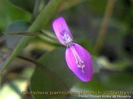 Image result for Dicliptera paniculata