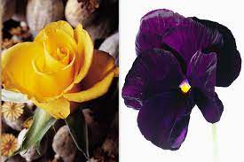 Pin On Anniversary Flowers Meanings