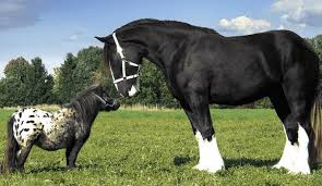 Descubre en falabella nuestra selección de ofertas para celebrar a papá en categorías como perfumería, chaquetas, pantalones. Falabella Horse Told By Club Cavallo Italia For You