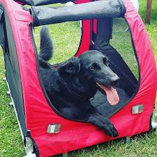 Naja Fahrradanhanger Mit Hund Durchwachsen Www Wiederunterwegs Com Doglover Labradorretriever Doggy Dogsofinstagram Labra Baby Car Seats Bike Car Seats