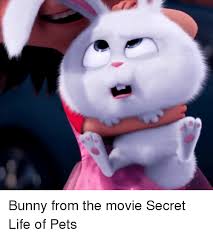 We did not find results for: Bunny From The Movie Secret Life Of Pets Life Meme On Me Me