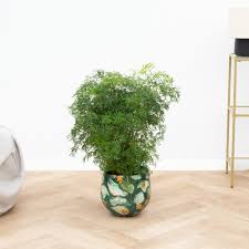 Image result for Polyscias