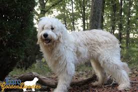 You may also have heard teddy bear goldendoodles called english goldendoodles or english teddy bear goldendoodles. Euro Goldendoodle Breeders Euro Goldendoodles Mini And Standard Size
