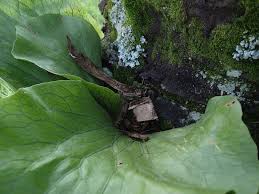 Image result for Platycerium stemaria