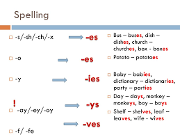 Singular And Plural Flower S Bus Es Ppt Download