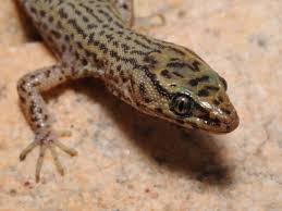 Image result for Astropanax goetzenii