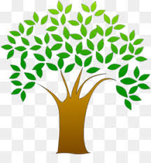 Initiate branch boom and smaller leaves in delonix regia #gulmohar #गुलमोहर #bonsaiinmaking bonsai tips & hacks #gcghey plant lover, how you doing?? Royal Poinciana Png Free Download Tree Trunk Drawing