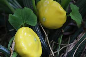Our squash & zucchini seeds are on sale, by the packet or in bulk! Powdery Mildew On Zucchini Pumpkins And Others Penny Woodward