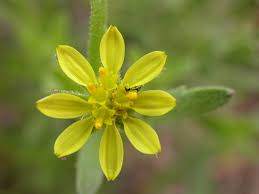 Image result for Osteospermum muricatum