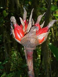 Image result for Aframomum wuerthii