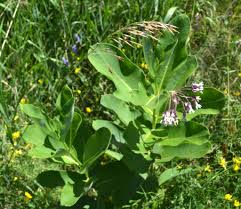 Image result for Asclepias buchwaldii