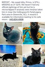 STILL MISSING Black Cat “Prince”- Greenville, SC