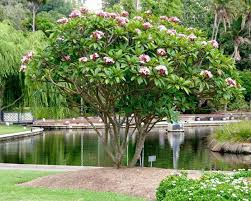 Image result for Plumeria rubra