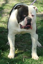 We offer the best of both worlds. Braveheartbulldogs