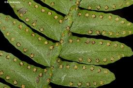 Image result for Arthropteris palisotii