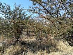 Image result for Acacia kirkii