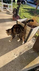 Nosey Asses of Randolph County, IN