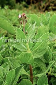 Image result for Endostemon tereticaulis