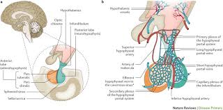 Sheehan Syndrome Nature Reviews Disease Primers