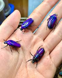 Image result for Stomatanthes africanus