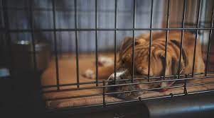 Midwest's quiettime deluxe ombré swirl is the best you can buy. Best Dog Crate Beds Pads Mats 2021 Reviews