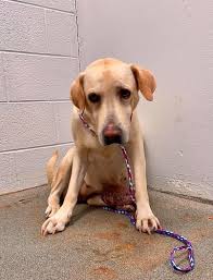 A shelter dog celebrating her adoption What a beautiful moment! ❤❤❤