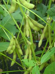 Ada banyak jenis kacang di indonesia. Potensi Kacang Kedelai Di Grobogan Jawa Tengah