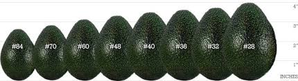 Fruit Specifications Del Rey Avocado