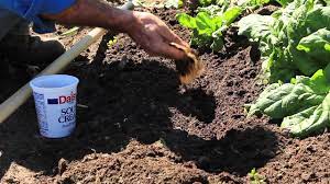 Adding coffee grounds to your vegetable garden can increase the levels of potassium, copper, magnesium, and phosphorus in the soil. How To Add Coffee Grounds To Your Vegetable Garden Soil Gardening Advice Youtube