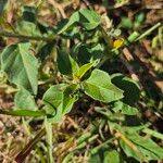 Image result for Ipomoea rubens