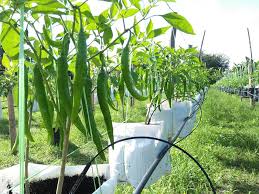 Check spelling or type a new query. Berhenti Kerja Usahakan Tanaman Cili Terima Pulangan Rm60k