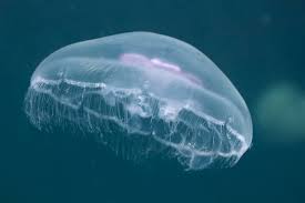We did not find results for: Jellyfish On The Gulf Coast Pensacola Pontoons