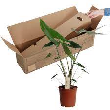 J'avais un peu peur de commander une plante sur internet mais je voulais cette plante que je ne trouvais pas en. Buy House Plants Now Alocasia Zebrina Xl Bakker Com