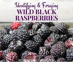 Sucrose is rich in calories, but doesn't have a high nutritional value. Wild Black Raspberries Identifying And Foraging Blackcap Raspberries