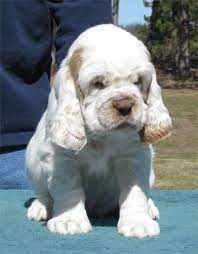 On wuuff all the puppies for sale are raised by experienced breeders who are focused on the three pillars of quality, health and love for their dogs. 9 Clumber Spaniels Ideas Clumber Spaniel Clumber Spaniel Puppy Dog Love
