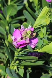 Image result for Polygala filicaulis