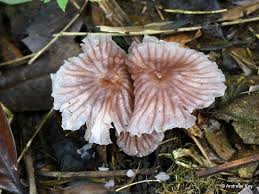 Image result for Marasmius sp.
