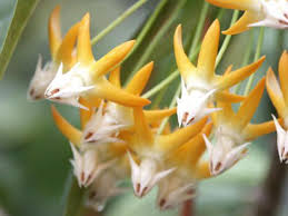 Image result for hoya multiflora