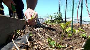 It's not too late to get a garden growing in the Ozarks