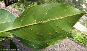 Image result for ‫آفات درخت‬‎