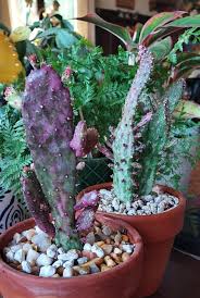 Image result for Opuntia monacantha