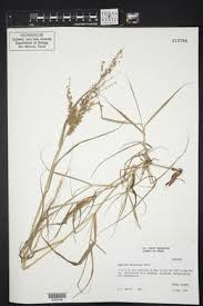 Image result for Panicum subalbidum