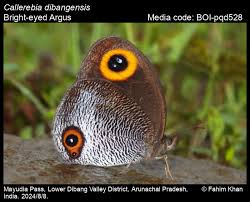 Image result for Bertiera angusiana