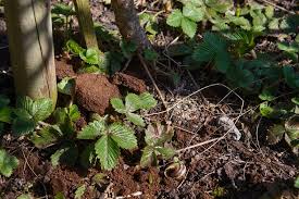 However, there are some drawbacks to using coffee grounds in the garden, and some instances where they should be avoided. Can You Add Coffee Grounds In Your Garden Best Coffee Recipes