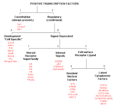 d8 classification of transcription factors biology libretexts