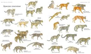 Chilling in alpine and subalpine zones, these guys have beautiful tails that they sometimes use. Secrets Of The World S 38 Species Of Wild Cats Types Of Wild Cats Small Wild Cats Cat Species